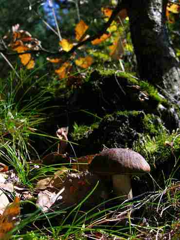  Image name: 261 Porcino.jpg 
 width: 370 pixel 
 height: 493 pixel 
 Size: 20690 bytes 
 Click to enlarge 